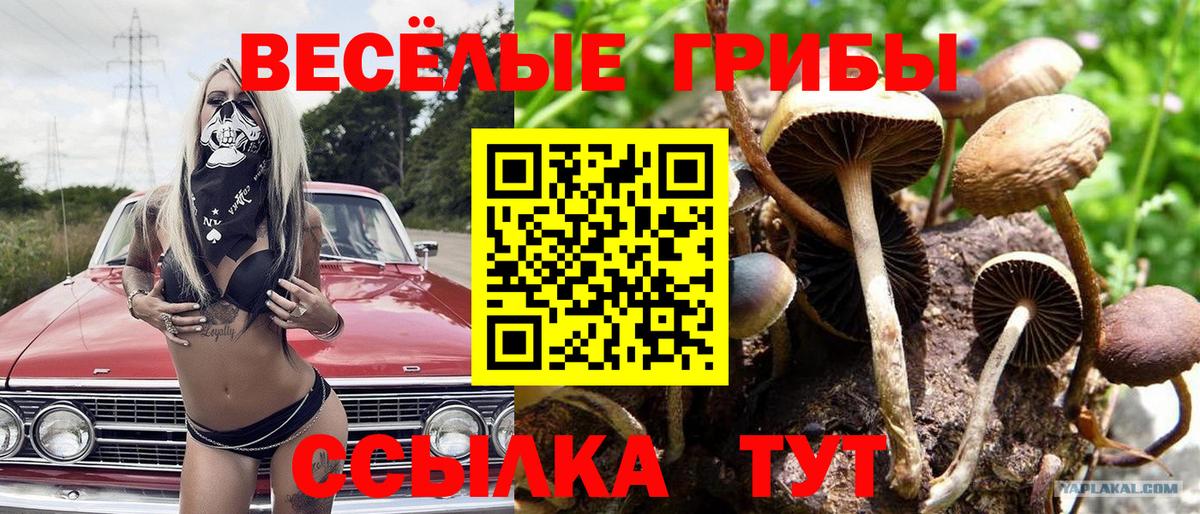Псилоцибиновые грибы Коряжма
